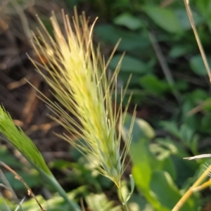 Hordeum leporinum at Fadden, ACT - 18 Feb 2023