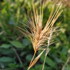 Hordeum leporinum at Fadden, ACT - 18 Feb 2023