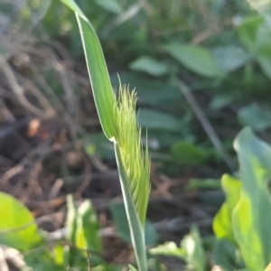 Hordeum leporinum at Fadden, ACT - 18 Feb 2023 07:32 AM