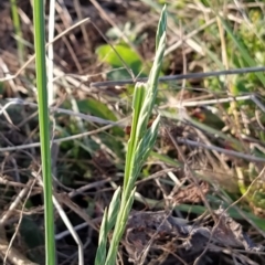 Bromus catharticus (Prairie Grass) at Fadden, ACT - 17 Feb 2023 by KumikoCallaway