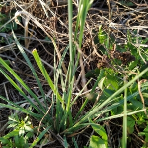 Bromus catharticus at Fadden, ACT - 18 Feb 2023