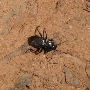 Cardiothorax australis at Cotter River, ACT - 16 Feb 2023 01:26 PM