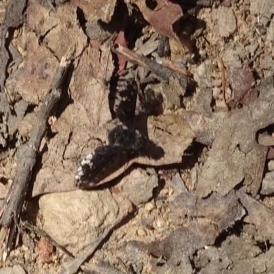 Anthrax maculatus (A bee fly) at Namadgi National Park - 16 Feb 2023 by GirtsO
