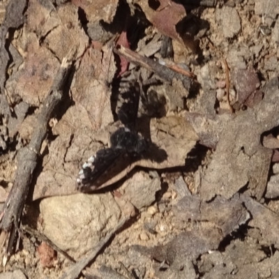 Anthrax maculatus (A bee fly) at Cotter River, ACT - 16 Feb 2023 by GirtsO