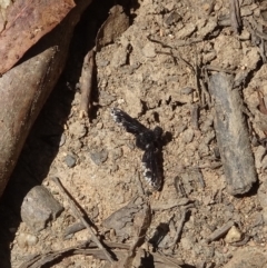 Anthrax maculatus at Cotter River, ACT - 16 Feb 2023