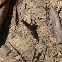 Anthrax maculatus at Cotter River, ACT - 16 Feb 2023 01:37 PM