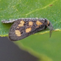 Asura cervicalis (Spotted Lichen Moth) at Wingecarribee Local Government Area - 15 Feb 2023 by Curiosity