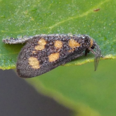 Asura cervicalis (Spotted Lichen Moth) at Braemar - 15 Feb 2023 by Curiosity