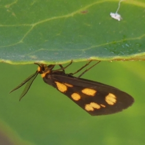 Asura cervicalis at Braemar, NSW - 16 Feb 2023 09:28 AM