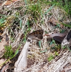 Geitoneura klugii (Marbled Xenica) at Brindabella National Park - 15 Feb 2023 by GirtsO