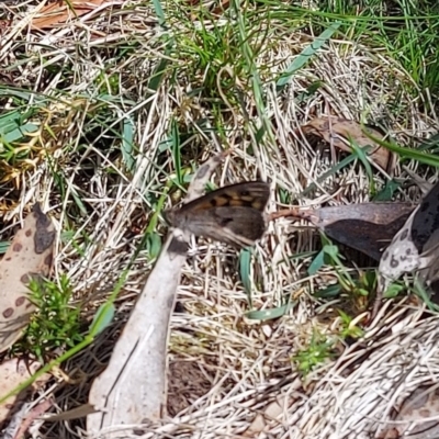 Geitoneura klugii (Marbled Xenica) at Uriarra, NSW - 16 Feb 2023 by GirtsO