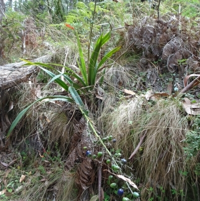 Dianella tasmanica (Tasman Flax Lily) at Namadgi National Park - 16 Feb 2023 by GirtsO