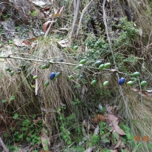 Dianella tasmanica at Cotter River, ACT - 16 Feb 2023