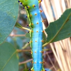 Opodiphthera eucalypti (Emperor Gum Moth) at QPRC LGA - 17 Feb 2023 by JessBelle