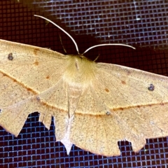 Oenochroma pallida (Pale Wine Moth) at QPRC LGA - 17 Feb 2023 by JessBelle