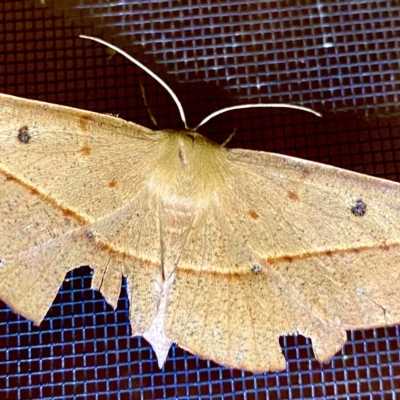 Oenochroma pallida (Pale Wine Moth) at QPRC LGA - 17 Feb 2023 by JessBelle