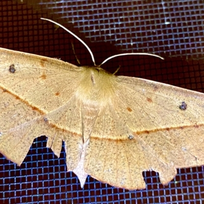 Oenochroma pallida (Pale Wine Moth) at Burra, NSW - 18 Feb 2023 by JessBelle