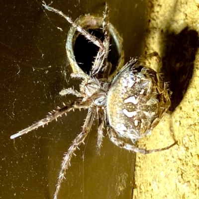 Backobourkia (genus) (An orb weaver) at Burra, NSW - 18 Feb 2023 by JessBelle