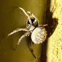 Backobourkia sp. (genus) at Burra, NSW - suppressed