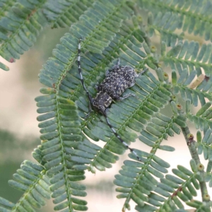 Ancita sp. (genus) at O'Connor, ACT - 21 Jan 2023 09:50 AM