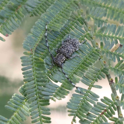 Ancita sp. (genus) (Longicorn or longhorn beetle) at O'Connor, ACT - 21 Jan 2023 by ConBoekel