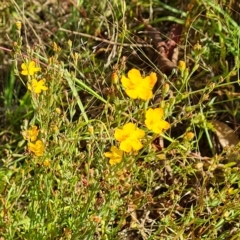 Hypericum gramineum (Small St Johns Wort) at O'Malley, ACT - 18 Feb 2023 by Mike