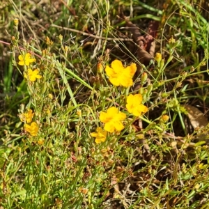 Hypericum gramineum at O'Malley, ACT - 18 Feb 2023 09:56 AM