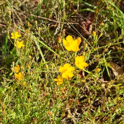 Hypericum gramineum (Small St Johns Wort) at O'Malley, ACT - 17 Feb 2023 by Mike