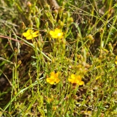 Hypericum gramineum at O'Malley, ACT - 18 Feb 2023 09:56 AM