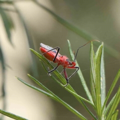 Gminatus australis (Orange assassin bug) at Dryandra St Woodland - 21 Jan 2023 by ConBoekel