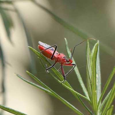 Gminatus australis (Orange assassin bug) at O'Connor, ACT - 21 Jan 2023 by ConBoekel