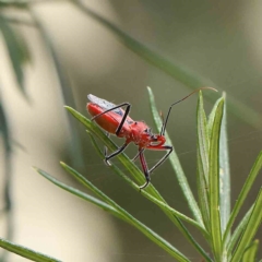 Gminatus australis (Orange assassin bug) at O'Connor, ACT - 21 Jan 2023 by ConBoekel