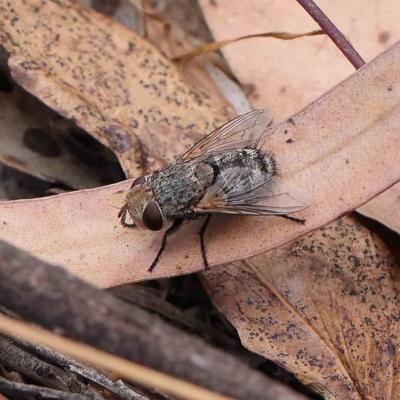 Tachinidae (family) (Unidentified Bristle fly) at Dryandra St Woodland - 21 Jan 2023 by ConBoekel