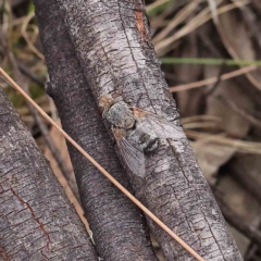 Tachinidae (family) at O'Connor, ACT - 21 Jan 2023