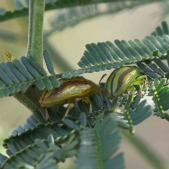 Calomela juncta (Leaf beetle) at O'Connor, ACT - 21 Jan 2023 by ConBoekel