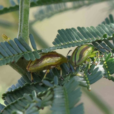 Calomela juncta (Leaf beetle) at Dryandra St Woodland - 20 Jan 2023 by ConBoekel