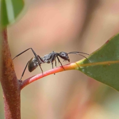 Camponotus suffusus (Golden-tailed sugar ant) at O'Connor, ACT - 21 Jan 2023 by ConBoekel