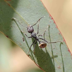 Camponotus suffusus at O'Connor, ACT - 21 Jan 2023