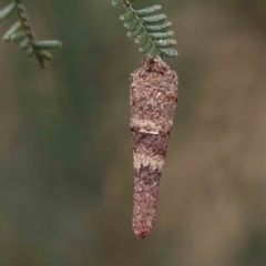 Lepidoscia (genus) IMMATURE (Unidentified Cone Case Moth larva, pupa, or case) at Dryandra St Woodland - 21 Jan 2023 by ConBoekel