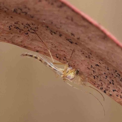 Chironomidae (family) (Non-biting Midge) at Dryandra St Woodland - 21 Jan 2023 by ConBoekel