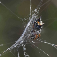 Austracantha minax (Christmas Spider, Jewel Spider) at Dryandra St Woodland - 20 Jan 2023 by ConBoekel