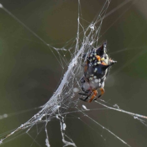 Austracantha minax at O'Connor, ACT - 21 Jan 2023 09:49 AM