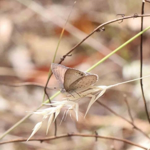 Erina hyacinthina at O'Connor, ACT - 21 Jan 2023