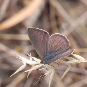 Erina hyacinthina at O'Connor, ACT - 21 Jan 2023