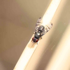 Platystomatidae (family) (Unidentified signal fly) at O'Connor, ACT - 21 Jan 2023 by ConBoekel