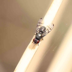 Platystomatidae (family) (Unidentified signal fly) at Dryandra St Woodland - 20 Jan 2023 by ConBoekel
