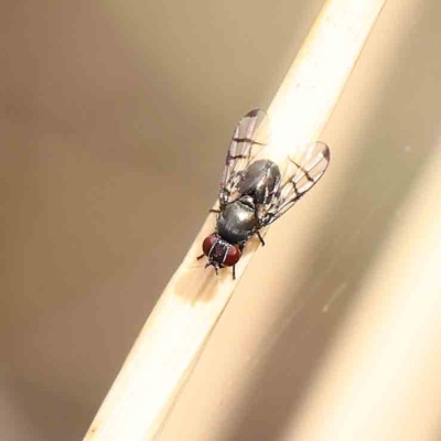 Platystomatidae (family) (Unidentified signal fly) at O'Connor, ACT - 20 Jan 2023 by ConBoekel