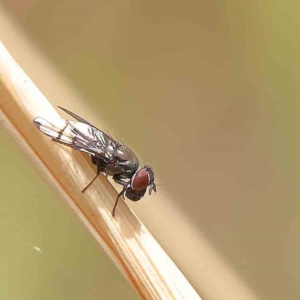 Platystomatidae (family) at O'Connor, ACT - 21 Jan 2023 10:33 AM