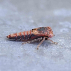 Eurymeloides sp. (genus) (Eucalyptus leafhopper) at O'Connor, ACT - 21 Jan 2023 by ConBoekel