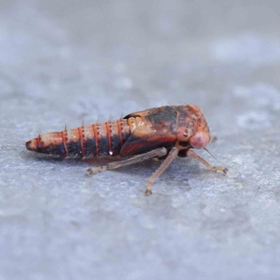 Eurymeloides sp. (genus) (Eucalyptus leafhopper) at O'Connor, ACT - 20 Jan 2023 by ConBoekel